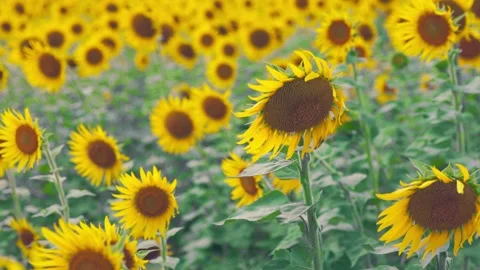 Drooping Sunflower Swaying in the Wind with Blurred Field, Fukuoka Stock Footage 344967647