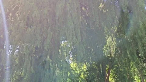 Drooping tree branches sway above a sunlit green lawn as colorful natural lens Stock Footage 344886367