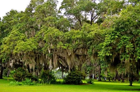Drooping tree Фото