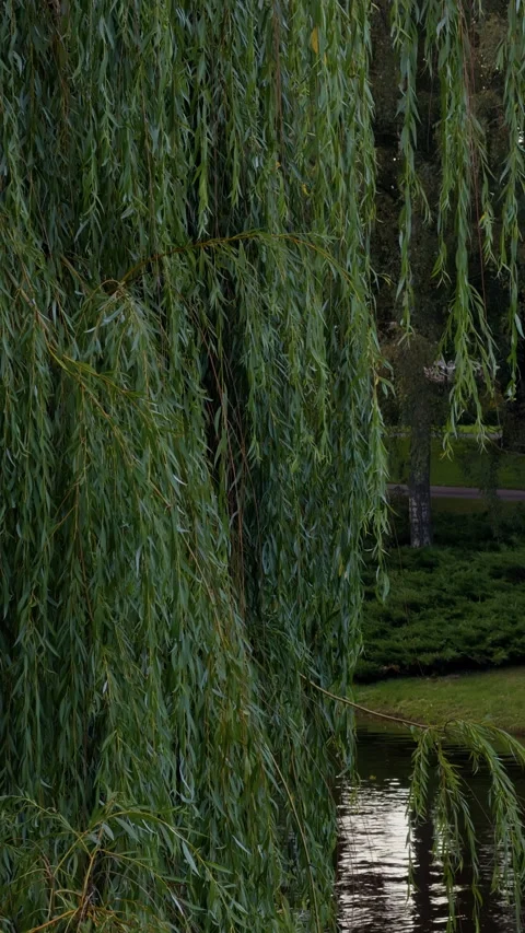 Drooping willow branches beside calm pond in lush park with green foliage and Stock Footage 345455384