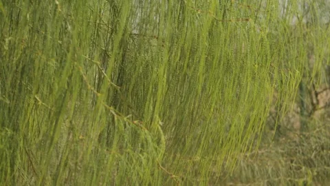 Drooping Willow Branches Big trees Stock Footage 268722650