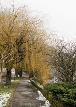 The drooping yellow branches of a tree. 库存照片