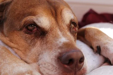 Droopy Dog Stock Photos