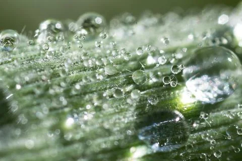 A drop abstract drop fresh macro natural nature rain Foto stock