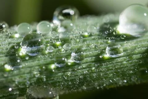A drop abstract drop  leaf  life light macro rain spring Stock Photos
