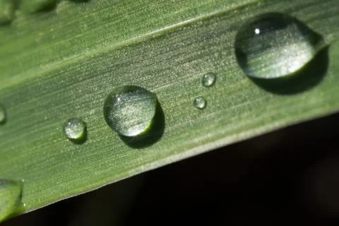 A drop abstract leaf life light macro rain Stock Photos