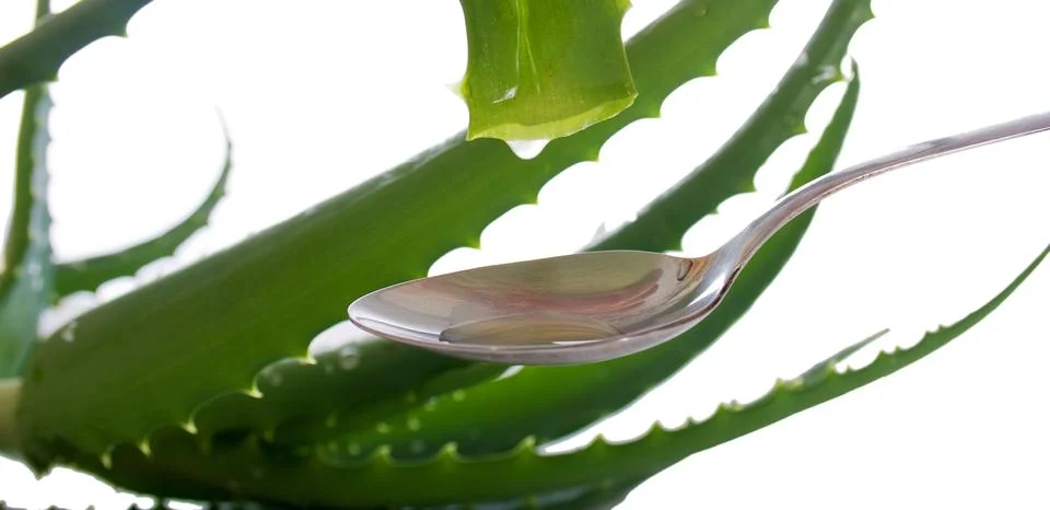 Drop of the aloe Stock Photos