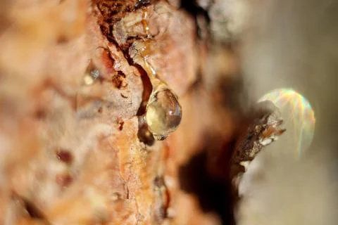 A drop of amber resin flows down a tree trunk Stock Photos