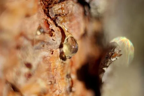 A drop of amber resin flows down a tree trunk Stock Photos