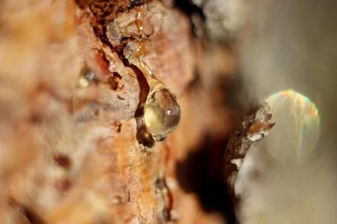 A drop of amber resin flows down a tree trunk Stock Photos