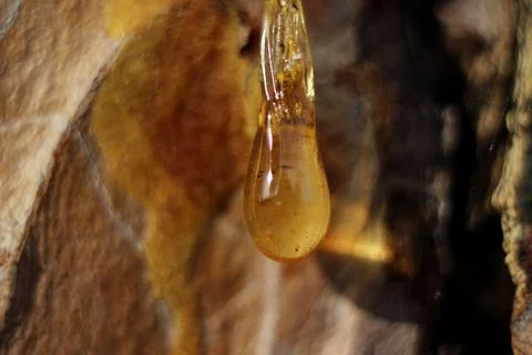 A drop of amber resin flows down a tree trunk Stock Photos