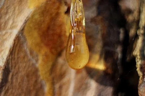 A drop of amber resin flows down a tree trunk Stock Photos