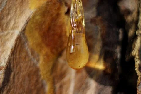 A drop of amber resin flows down a tree trunk Stock Photos