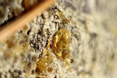 A drop of amber resin flows down a tree trunk Stock Photos