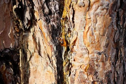 A drop of amber resin flows down a tree trunk Stock Photos