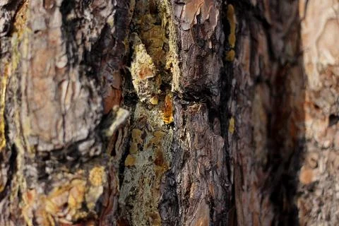 A drop of amber resin flows down a tree trunk Stock Photos