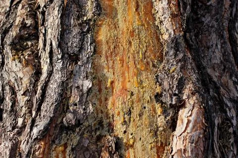 A drop of amber resin flows down a tree trunk Stock Photos
