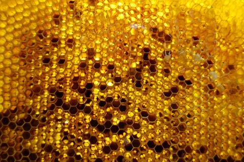 Drop of bee honey drip from hexagonal honeycombs Stock Photos