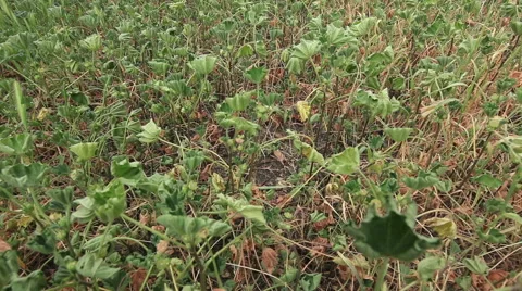 Drop below dry grass and weeds Stock-Footage 48336689