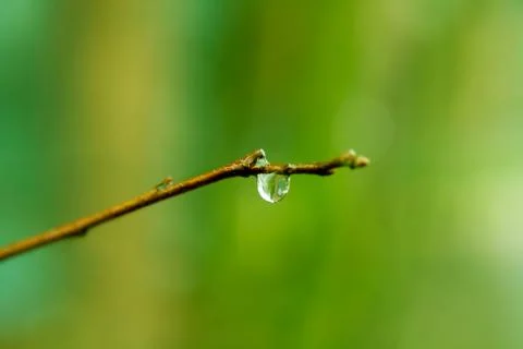 Drop on branch Stock Photos