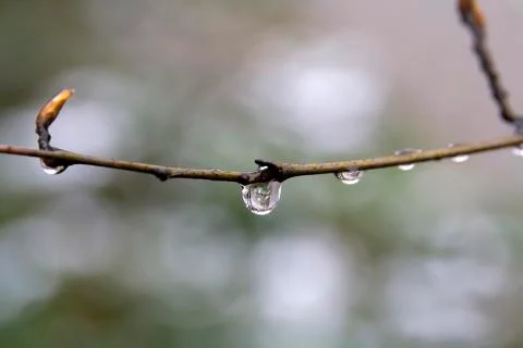 Drop on branch Stock Photos