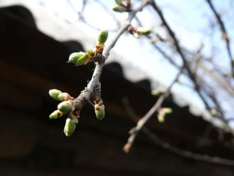 Drop the buds on the branch in the Web Stock Photos