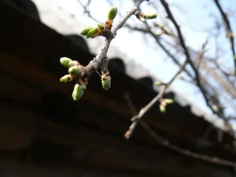 Drop the buds on the branch in the Web Stock Photos