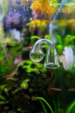 Drop checker co2 covered with algae in freshwater aquascape, dirty aquarium Stock Photos