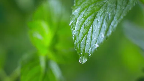 A drop of clean water on a leaf Video stock 142338211