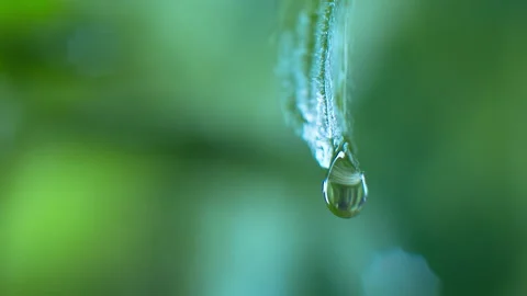 Drop of clean water on a leaf. Freshness after rain. Video stock 142335726