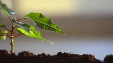 A drop of clean water rolls down the leaf of the sprout, caring for the plants Stock Footage 156052973