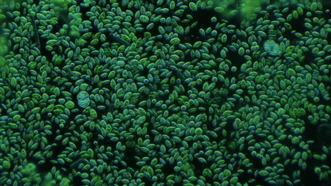 A drop of clear water under the microscope. Water from a river. Microbiology Stock Footage 280559724