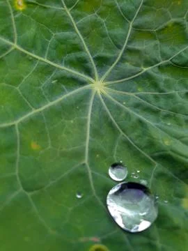 Drop close-up on a green leaf Stock Photos