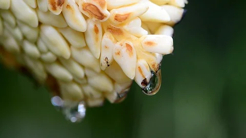 Drop of Coconut syrup Stock Footage 90922299