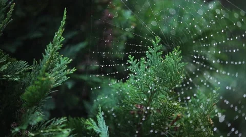 Drop of condensation on the spider-web - macro shot 스톡 동영상 65482786