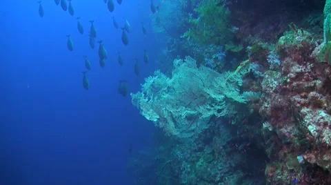 Drop off on a coral reef Stock Footage 51308640