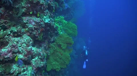Drop off on a coral reef Stock Footage 51342593