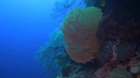 Drop off on a coral reef Stock Footage 51593171