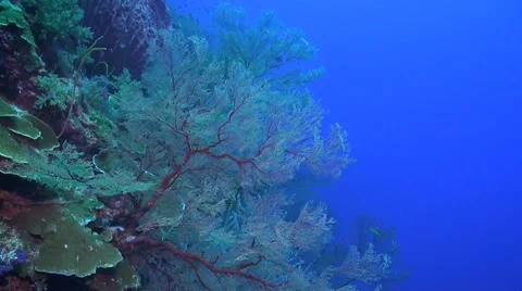 Drop off on a coral reef Stock Footage 51593825