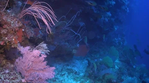 Drop off on a coral reef Stock Footage 51594894