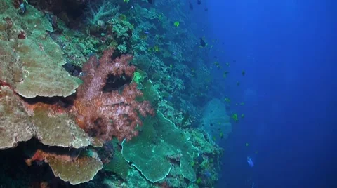 Drop off on a coral reef Stock Footage 51596102