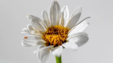 Drop on a Daisy Stock Photos