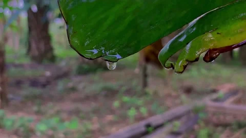A drop of dew on a banana leaf Vídeo Stock 222957801