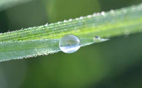 A drop of dew on a blade of grass Stock Photos