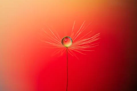 Drop of dew on dandelion close-up on red background Stock Photos