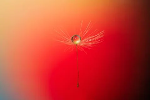 Drop of dew on dandelion close-up on yellow-red background Stock Photos