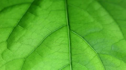 Drop of dew dripping on the green leaf Stock Footage 10595250