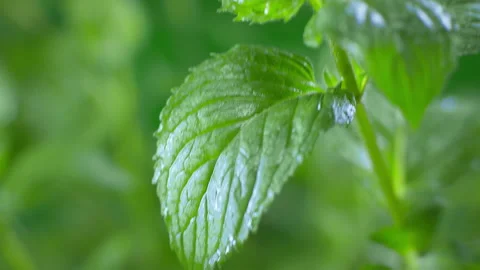 Drop of dew falls from a fresh mint leaf.  Mint leaves illuminated by the sun. Video stock 142337101
