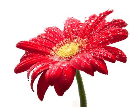 Drop of dew on gerber Stock Photos