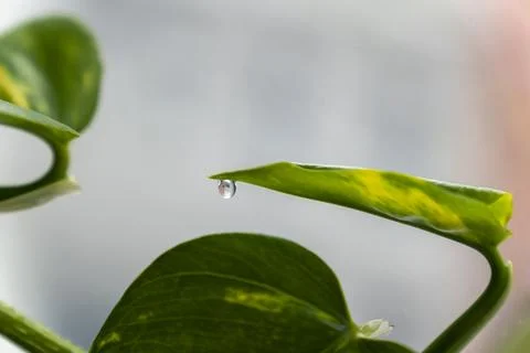 A drop of dew on a golden pothos leaf Stock Photos